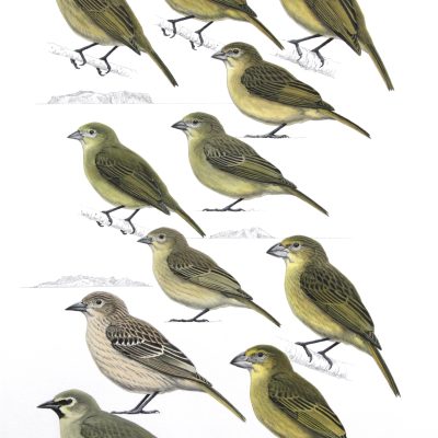 South Atlantic Island Finches