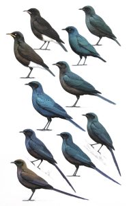 African Pied Straling, Cape Starling, Burchell's Starling and Meves's Starling. Original artwork from Birds of Greater Southern Africa.
