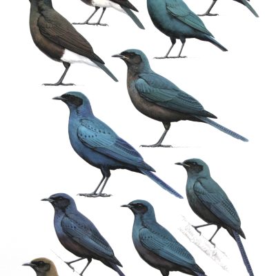 African Pied Straling, Cape Starling, Burchell's Starling and Meves's Starling. Original artwork from Birds of Greater Southern Africa.