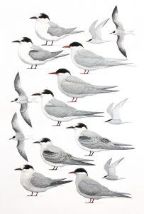'Swallow' Terns
