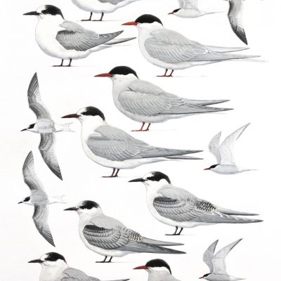 'Swallow' Terns