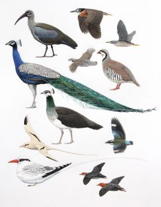 Indian Peacock. Original artwork from Birds of Greater Southern Africa.