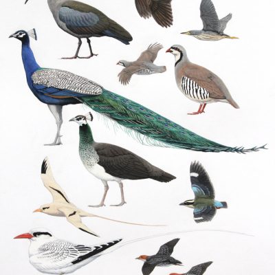 Indian Peacock. Original artwork from Birds of Greater Southern Africa.