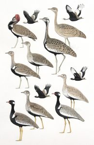 Black-bellied bustard, Red-crested bustard, Black bustard, White-quilled Bustard, original artwork from Birds of Greater Southern Africa