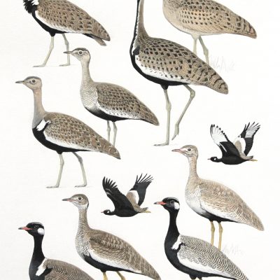 Black-bellied bustard, Red-crested bustard, Black bustard, White-quilled Bustard, original artwork from Birds of Greater Southern Africa