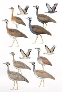 Eupodotis Bustards