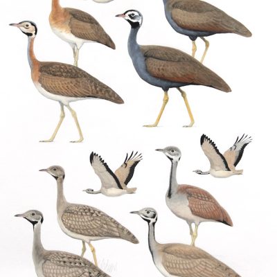 Eupodotis Bustards
