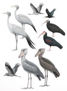 Shoebill, Blue Crane and Southern Bald Ibis