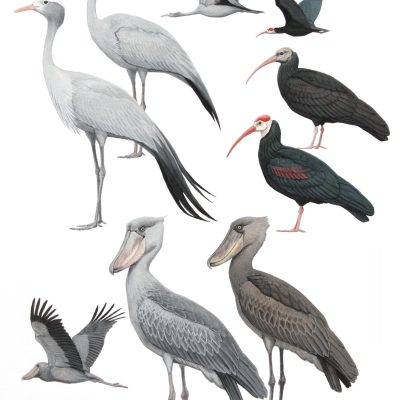 Shoebill, Blue Crane and Southern Bald Ibis