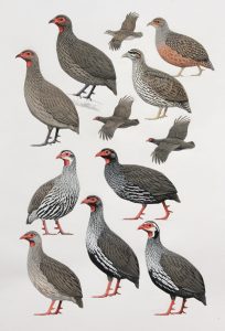 Hartlaub's Spurfowl, Swainson's Spurfowl, Red-necked Spurfowl, Cranch's Spurfowl, orginal artwork from Birds of Greater Southern Africa.