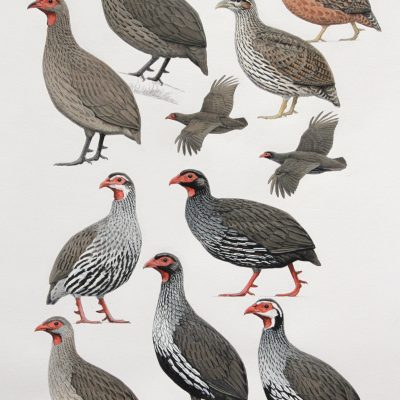 Hartlaub's Spurfowl, Swainson's Spurfowl, Red-necked Spurfowl, Cranch's Spurfowl, orginal artwork from Birds of Greater Southern Africa.
