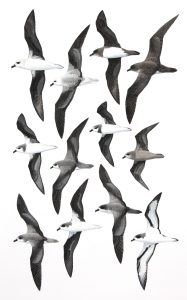 Pterodroma Petrels