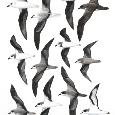 Pterodroma Petrels