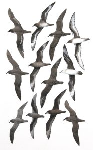 Trindade Petrel, Kermadec Petrel, Great-winged Petrel and Kerguelen Petrel. Original artwork from Birds of Greater Southern Africa.