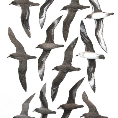 Trindade Petrel, Kermadec Petrel, Great-winged Petrel and Kerguelen Petrel. Original artwork from Birds of Greater Southern Africa.