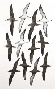Cory's Shearwater, Scopoli's Shearwater, Streaked Shearwater, Sooty Shearwater, Flesh-footed Shearwater and Wedge-tailed Shearwater. Original artwork from Birds of Greater Southern Africa.