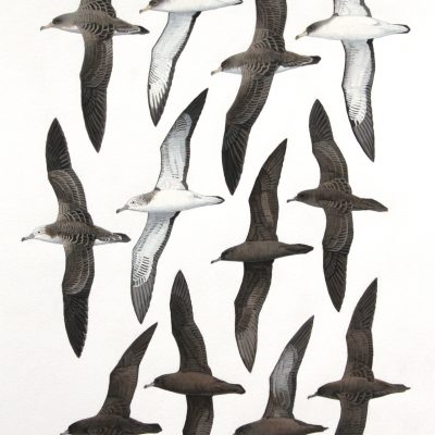 Cory's Shearwater, Scopoli's Shearwater, Streaked Shearwater, Sooty Shearwater, Flesh-footed Shearwater and Wedge-tailed Shearwater. Original artwork from Birds of Greater Southern Africa.