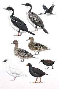 Crozet Shag, Gough Moorhen, Eaton's Pintal, Inaccessible Island Rail and Black-faced Sheathbill. Original artwork from Birds of Greater Southern Africa.