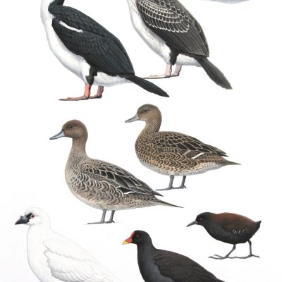 Crozet Shag, Gough Moorhen, Eaton's Pintal, Inaccessible Island Rail and Black-faced Sheathbill. Original artwork from Birds of Greater Southern Africa.
