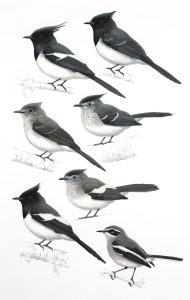 Blue-mantled Crested Flycatchers and Fairy Flycatcher. Original artwork from Birds of Greater Southern Africa.