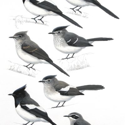 Blue-mantled Crested Flycatchers and Fairy Flycatcher. Original artwork from Birds of Greater Southern Africa.