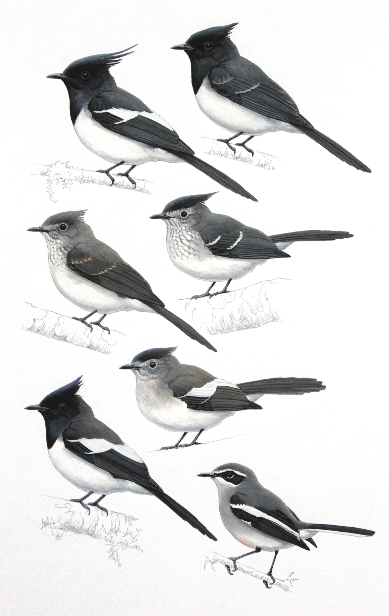 Blue-mantled Crested Flycatchers and Fairy Flycatcher. Original artwork from Birds of Greater Southern Africa.