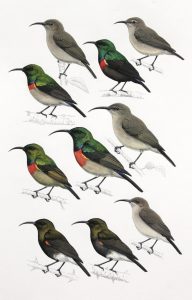 Greater Double-collared Sunbird, Southern Double-collared Sunbird, Forest Doubled-collared Sunbird, Neergaard's Sunbird and Dusky Sunbird. Original artwork from Birds of Greater Southern Africa.
