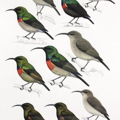 Greater Double-collared Sunbird, Southern Double-collared Sunbird, Forest Doubled-collared Sunbird, Neergaard's Sunbird and Dusky Sunbird. Original artwork from Birds of Greater Southern Africa.