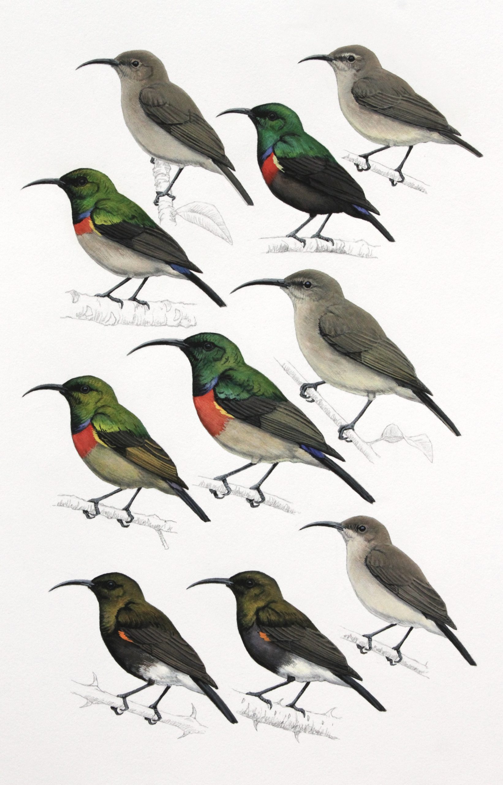 Greater Double-collared Sunbird, Southern Double-collared Sunbird, Forest Doubled-collared Sunbird, Neergaard's Sunbird and Dusky Sunbird. Original artwork from Birds of Greater Southern Africa.
