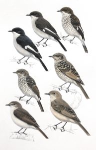 Fiscal flycatcher, Chat Flycatcher, Marico Flycatcher, original illustrations from Birds of Greater Southern Africa