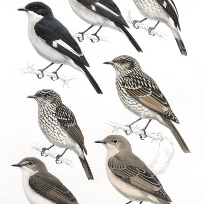 Fiscal flycatcher, Chat Flycatcher, Marico Flycatcher, original illustrations from Birds of Greater Southern Africa