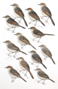 Cisticolas