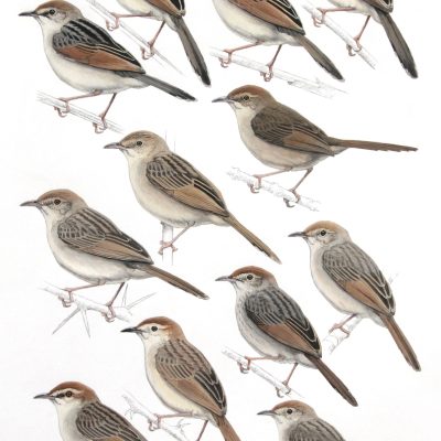 Cisticolas