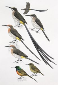 Cape Sugarbird and Gurney's Sugarbird, and Orange-breasted Sunbird. Original artwork from Birds of Greater Southern Africa.