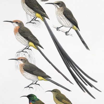 Cape Sugarbird and Gurney's Sugarbird, and Orange-breasted Sunbird. Original artwork from Birds of Greater Southern Africa.