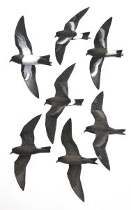 Band-rumped Storm-petrel, Swinhoe's Storm-petrel Pincoya Storm-petrel and 'melanoleuca' Black-bellied Storm-petrel. Original artwork from birds of Greater Southern Africa