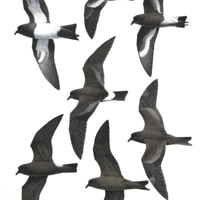 Band-rumped Storm-petrel, Swinhoe's Storm-petrel Pincoya Storm-petrel and 'melanoleuca' Black-bellied Storm-petrel. Original artwork from birds of Greater Southern Africa