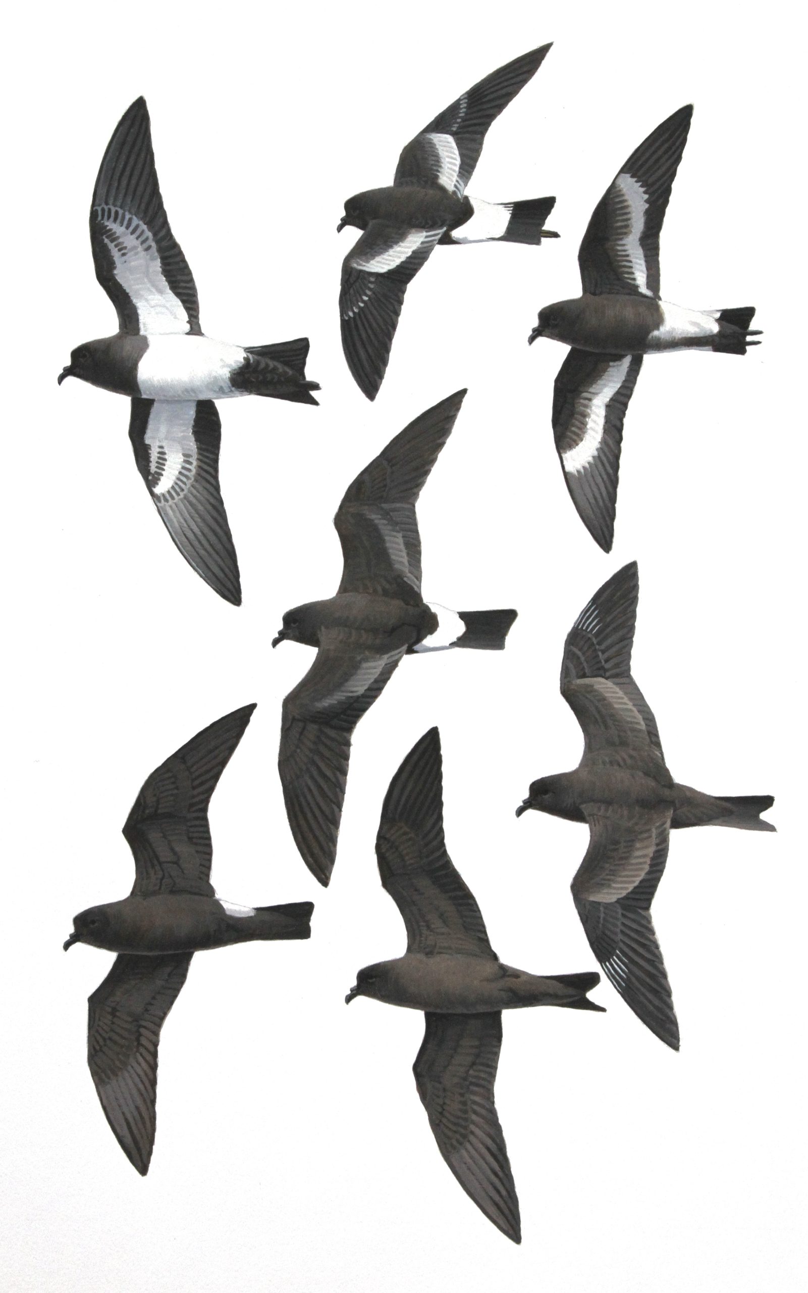 Band-rumped Storm-petrel, Swinhoe's Storm-petrel Pincoya Storm-petrel and 'melanoleuca' Black-bellied Storm-petrel. Original artwork from birds of Greater Southern Africa