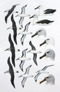 Indian Yellow-nosed Albatross, Atlantic Yellow-nosed Albatross, Grey-headed Albatross and Buller's Albatross. Original artwork from birds of Greater Southern Africa.