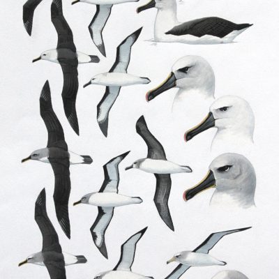 Indian Yellow-nosed Albatross, Atlantic Yellow-nosed Albatross, Grey-headed Albatross and Buller's Albatross. Original artwork from birds of Greater Southern Africa.