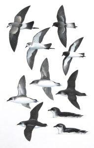 White-faced Storm-petrel, Grey-backed Storm petrel, Common diving Petrel, South Georgia Storm Petrel, original paintings from Birds of Greater Southern Africa/
