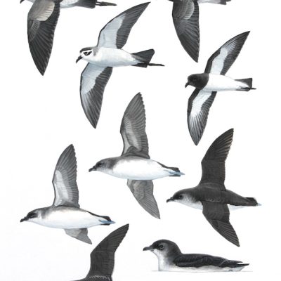 White-faced Storm-petrel, Grey-backed Storm petrel, Common diving Petrel, South Georgia Storm Petrel, original paintings from Birds of Greater Southern Africa/