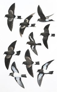 Wilson's Strom-petrel, European Storm-petrel, White-bellied Storm-petrel, Black-bellied Storm-petrel. Original artwork from Birds of Greater Southern Africa
