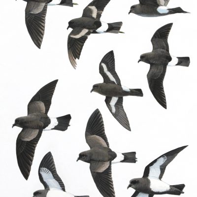 Wilson's Strom-petrel, European Storm-petrel, White-bellied Storm-petrel, Black-bellied Storm-petrel. Original artwork from Birds of Greater Southern Africa