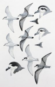 Slender-billed Prion, Fairy Prion and Blue Petrel. Original artwork from Birds of Greater Southern Africa.