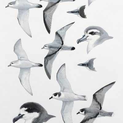 Slender-billed Prion, Fairy Prion and Blue Petrel. Original artwork from Birds of Greater Southern Africa.