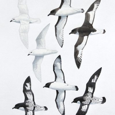 Snow Petrel, Cape Petrel and Antarctic Petrel. Original Artwork from Birds of Greater Southern Africa.