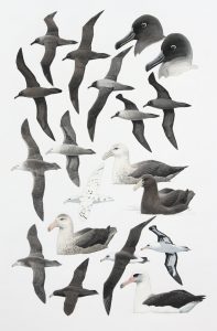 Sooty Albatross, Light-mantled Sooty Albatross, Southern Giant Petrel, Northern Giant Petrel and Laysan Albatross. Original artwork from birds of Greater Southern Africa.