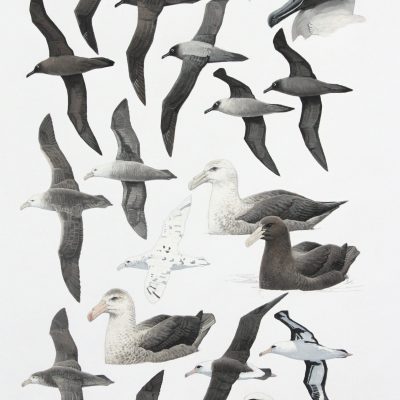 Sooty Albatross, Light-mantled Sooty Albatross, Southern Giant Petrel, Northern Giant Petrel and Laysan Albatross. Original artwork from birds of Greater Southern Africa.