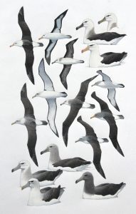 Black-browed Albatross, Salvin's Albatross, Shy Albatross and Chatham Albatross. Original artwork from Birds of Greater Southern Africa.